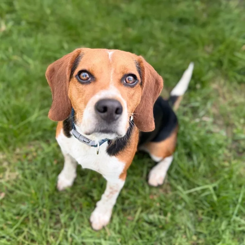 Enzo