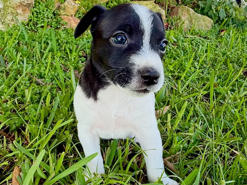 A baby small-sized male Chihuahua dog named Hezekiah for adoption in Sunrise, FL