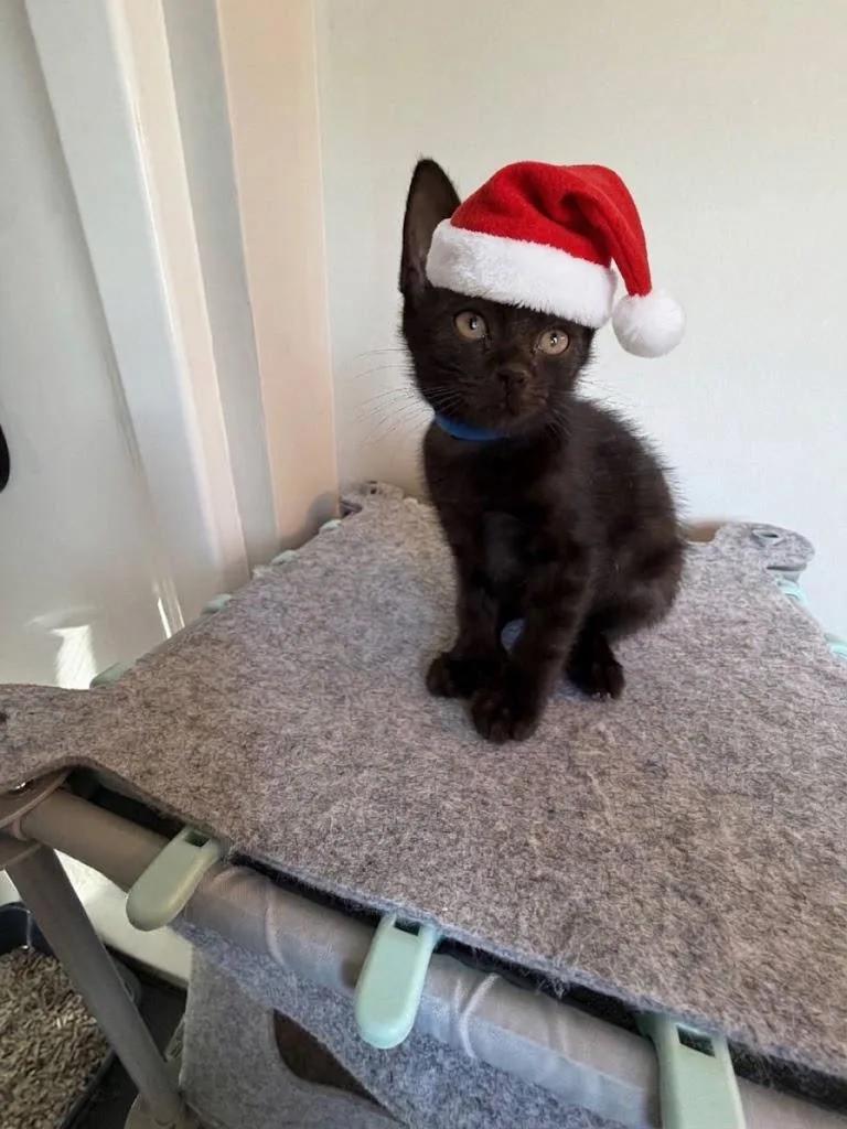 A baby small-sized male American Shorthair cat named Tuscon for adoption in Bethel Park, PA
