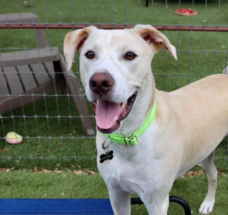 A young medium-sized male Labrador Retriever dog named Jellybean for adoption in Keller, TX