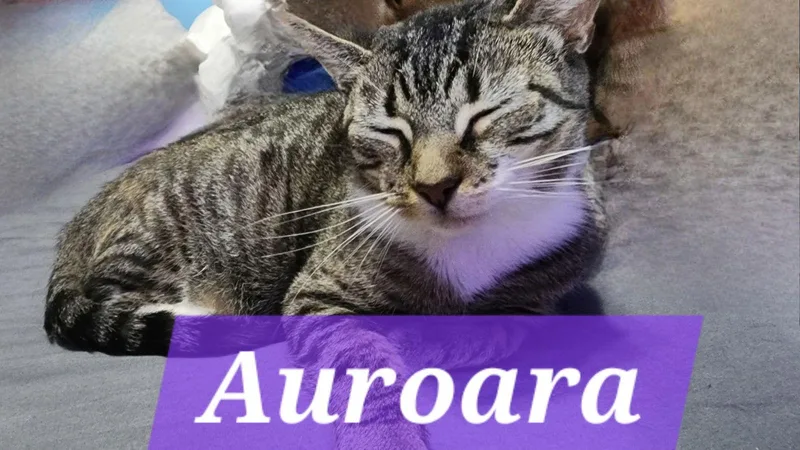 An adult small-sized female Gray & White Domestic Short Hair cat named Auroara for adoption in Harrisburg, PA