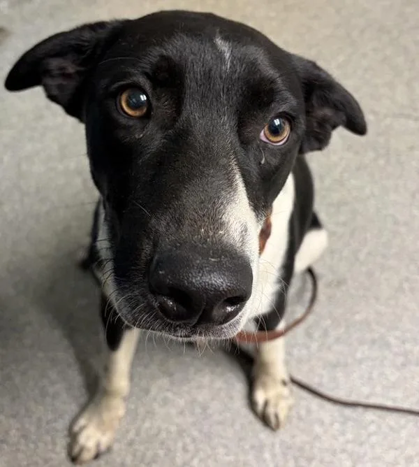 A young medium-sized male Labrador Retriever dog named Earl for adoption in Escondido, CA