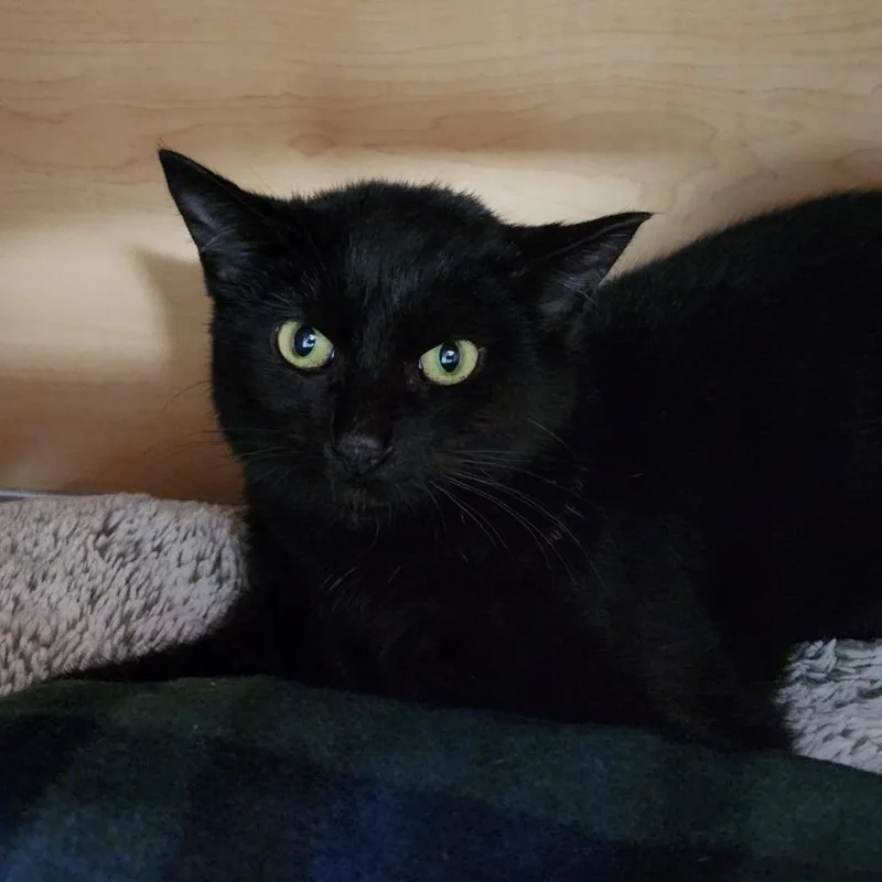 A young medium-sized male Black Domestic Short Hair cat named Robby for adoption in Brookfield, WI