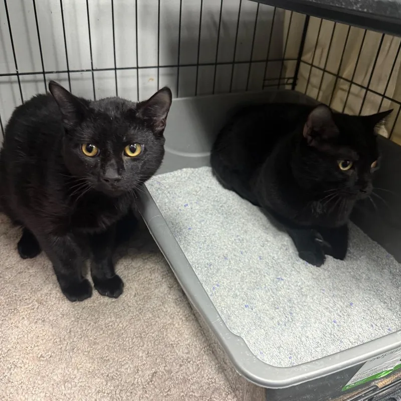 A young medium-sized male Black Domestic Short Hair cat named Star for adoption in Normal, IL