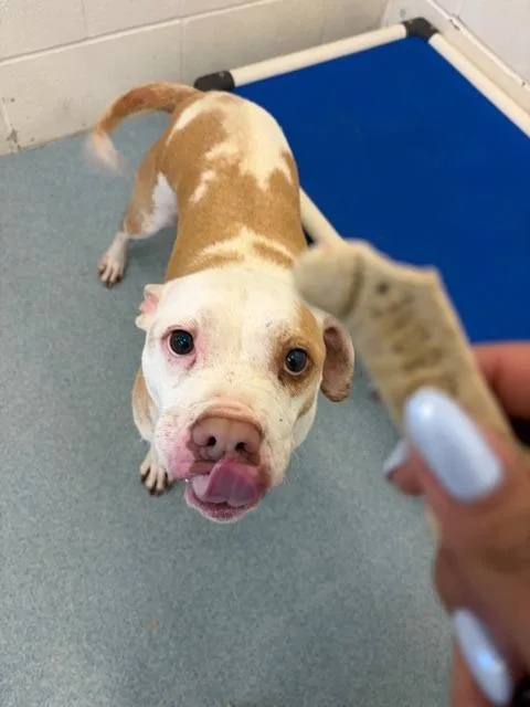 A senior medium-sized female Pit Bull Terrier dog named Emily for adoption in Portland, IN