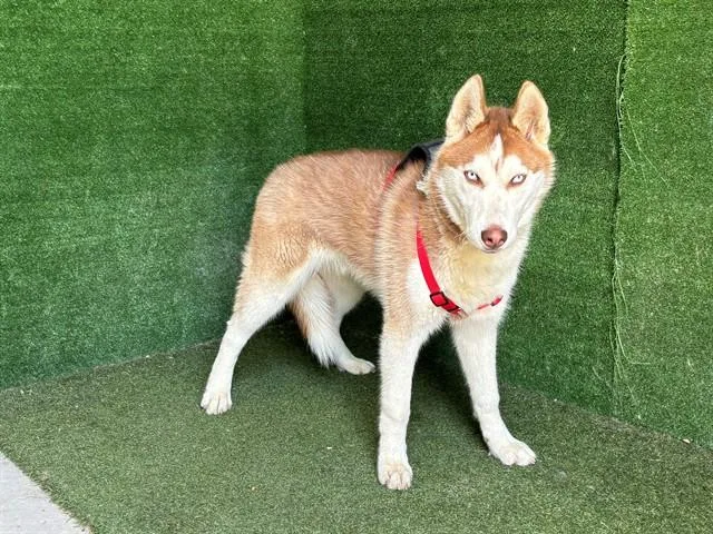 A young large-sized male Siberian Husky dog named Benji for adoption in Lancaster, CA