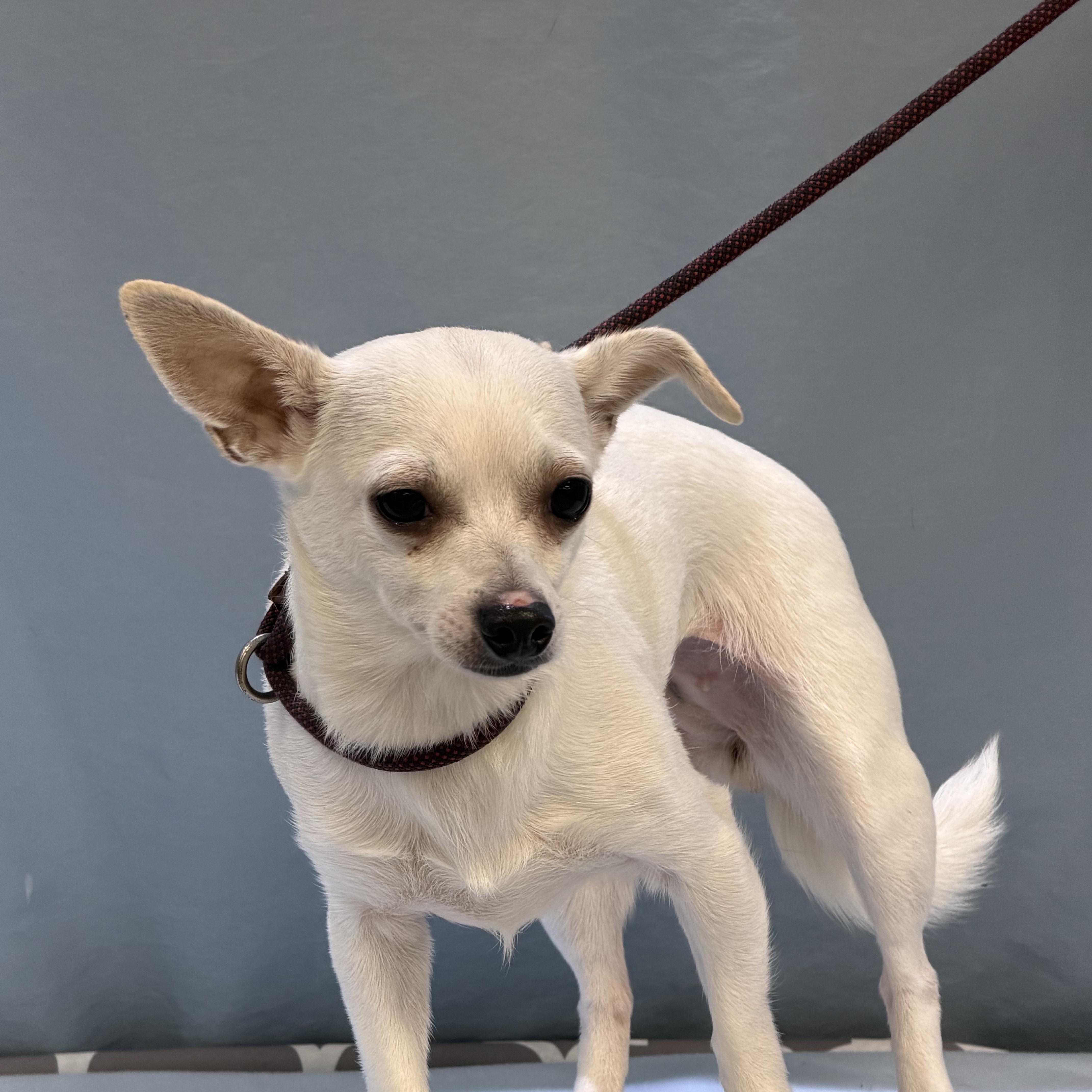 An adult small-sized female White / Cream Chihuahua dog named Snow for adoption in Maynardville, TN