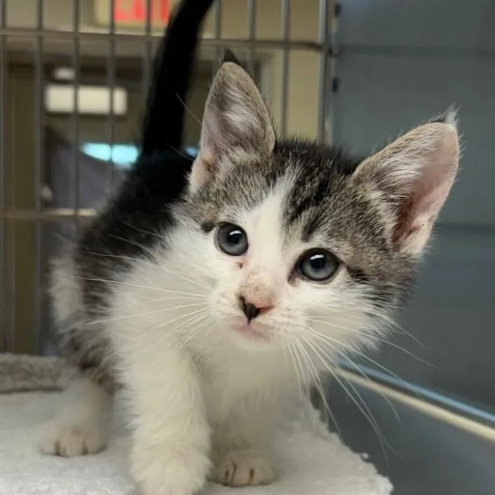 A baby small-sized male Brown / Chocolate Domestic Short Hair cat named Scurry for adoption in Leander, TX