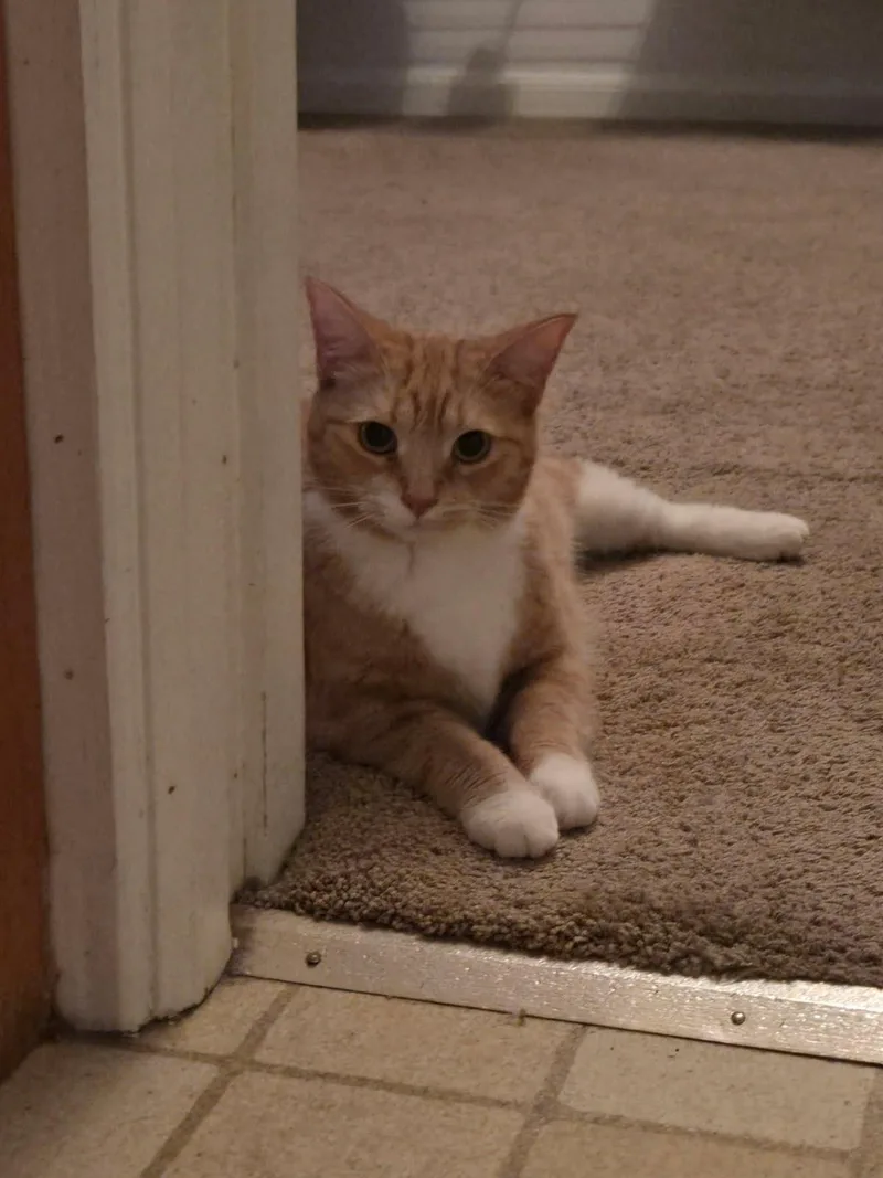 An adult medium-sized female Orange & White Domestic Short Hair cat named Mimosa for adoption in Evanston, IL