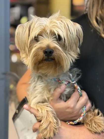 An adult small-sized male Yorkshire Terrier dog named Spark Plug for adoption in Sacramento, CA