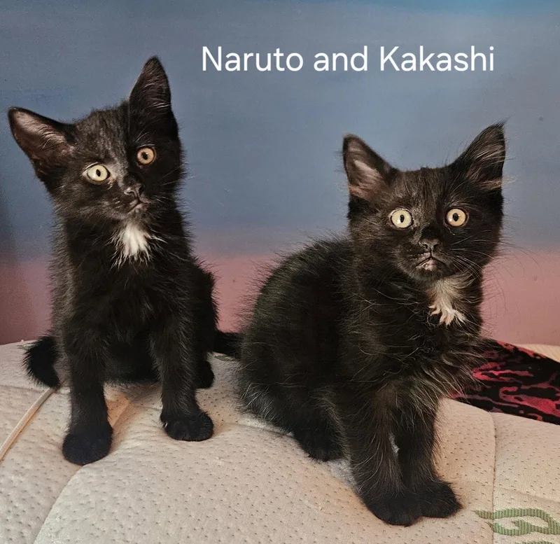 A baby medium-sized male Black Domestic Short Hair cat named Naruto Z for adoption in Trenton, NJ