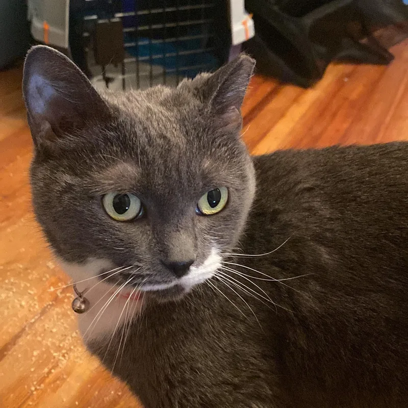 Sharice  Pretty Little