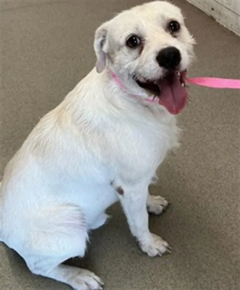A young large-sized male Terrier dog named Jamie for adoption in San Bernardino, CA
