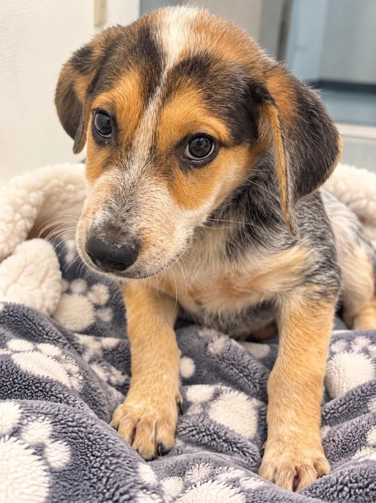 A baby medium-sized female Australian Cattle Dog / Blue Heeler dog named Zillow for adoption in Seven Points, TX