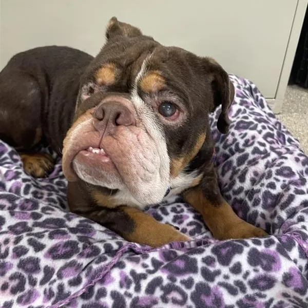 An adult medium-sized male Tricolor (Brown, Black, & White) English Bulldog dog named Chocolate for adoption in Prince Frederick, MD