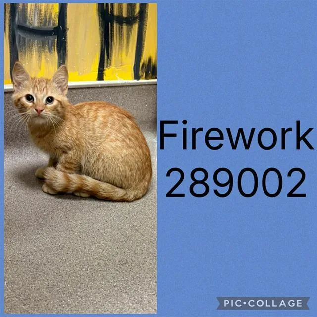A baby small-sized male Domestic Short Hair cat named Firework for adoption in Macon, GA