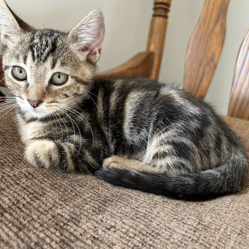A baby medium-sized female Tabby (Brown / Chocolate) Domestic Short Hair cat named Rosie for adoption in Riverside, CA