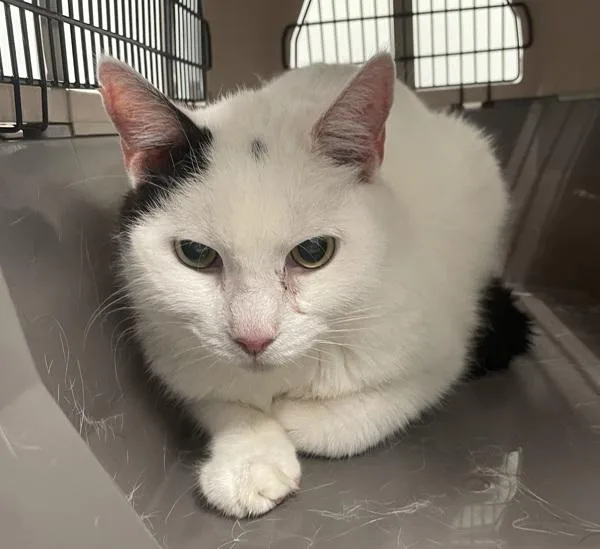 A senior medium-sized male Domestic Short Hair cat named Panda for adoption in Ridgewood, NY