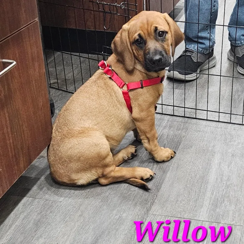 Willow