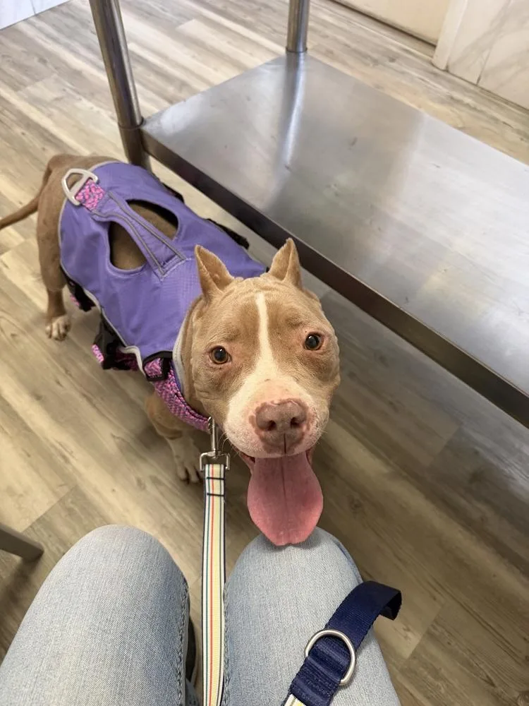 An adult medium-sized female Tricolor (Brown, Black, & White) Mixed Breed dog named Paris for adoption in Clinton Township, MI