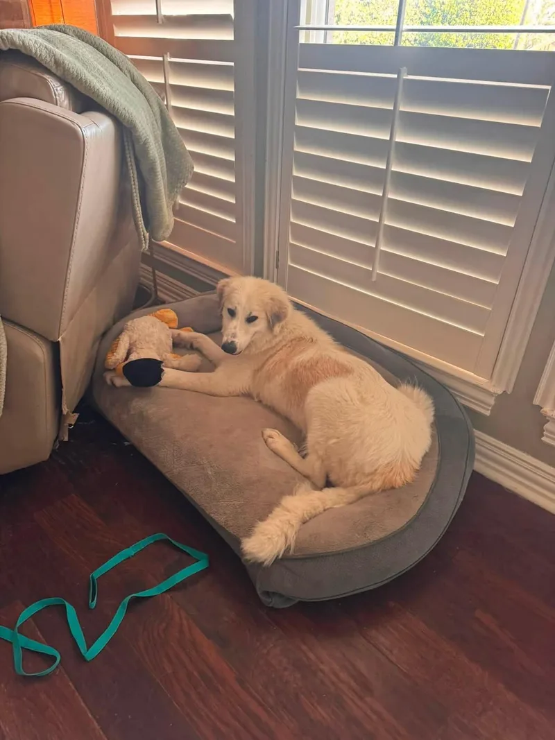 An adult medium-sized female Great Pyrenees dog named Pearl for adoption in Southlake, TX