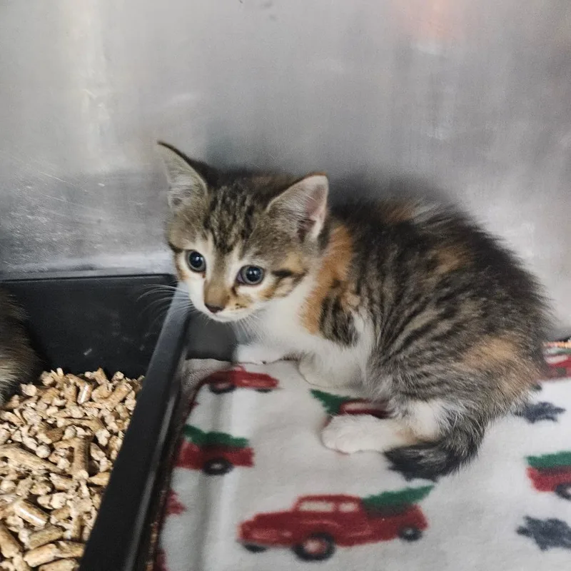 A baby small-sized female Domestic Short Hair cat named Zinnia for adoption in Pasadena , MD