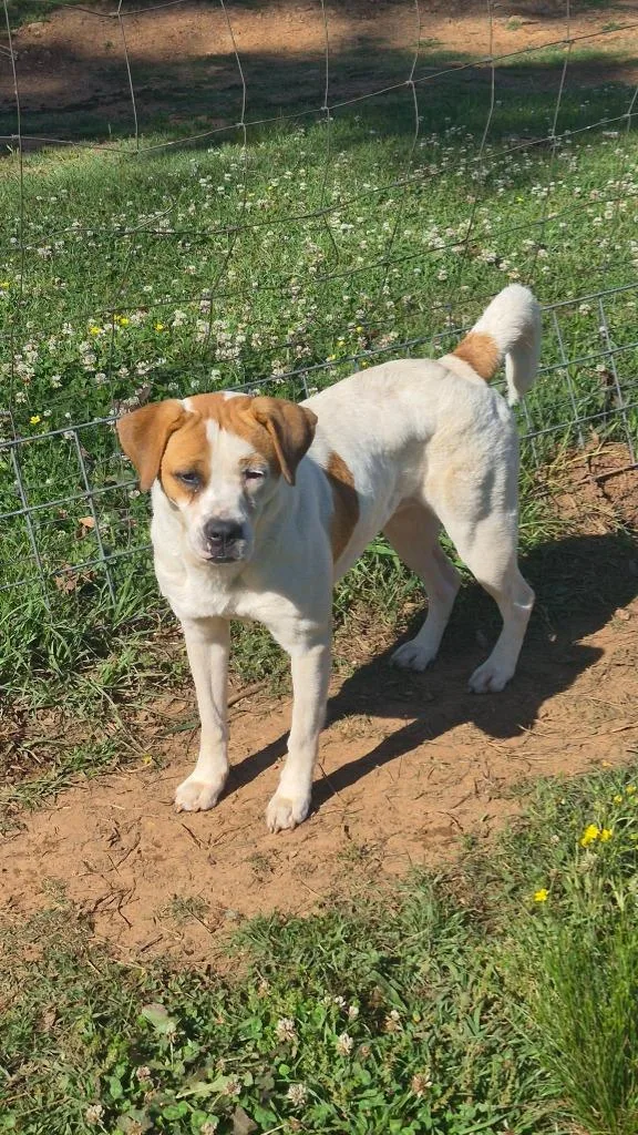 A young medium-sized female Mixed Breed dog named Luna for adoption in Fond Du Lac, WI