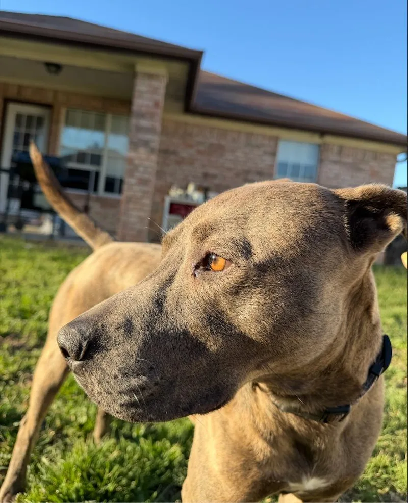 An adult medium-sized female Brindle Pit Bull Terrier dog named Eloise for adoption in Austin, TX