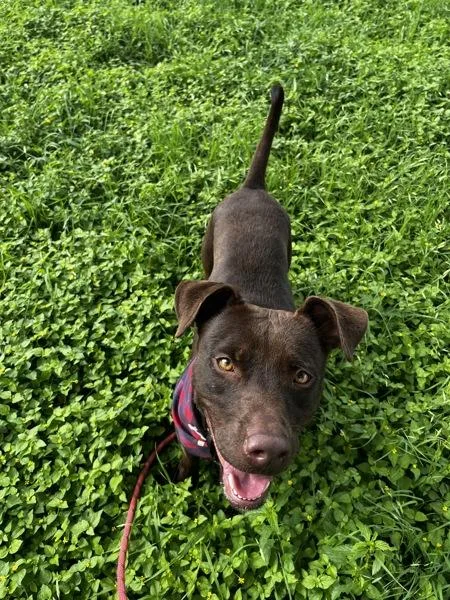 An adult large-sized female Pit Bull Terrier dog named Carrot Cake for adoption in Austin, TX