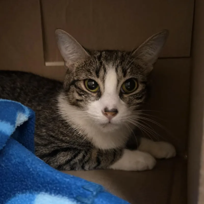An adult medium-sized female Gray / Blue / Silver Domestic Short Hair cat named Violet for adoption in Ballston Spa, NY