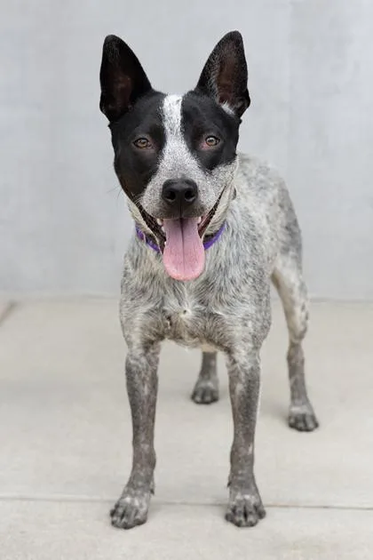 A young medium-sized male Mixed Breed dog named Stallone for adoption in Longmont, CO