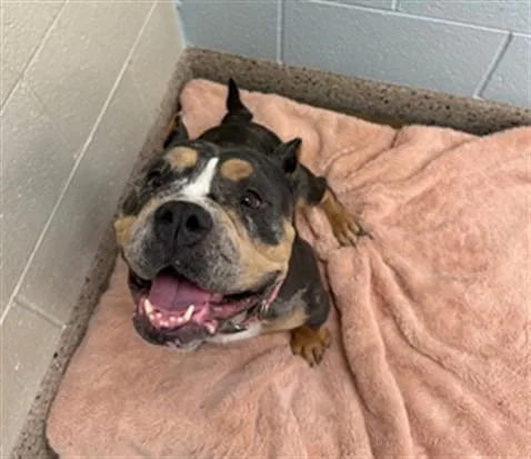 An adult medium-sized female Staffordshire Bull Terrier dog named Muffin for adoption in Brighton, CO