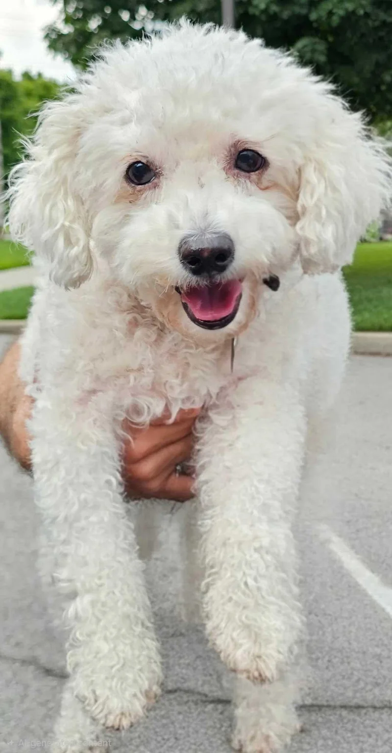 A senior small-sized male Bichon Frise dog named Bo for adoption in Franklin, TN