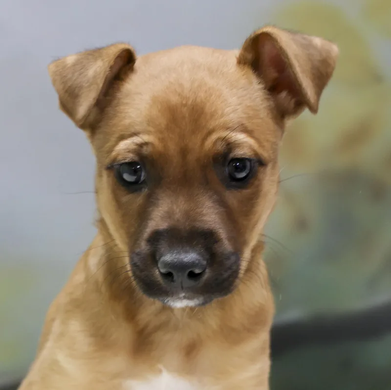 Rosey's Puppy Winston