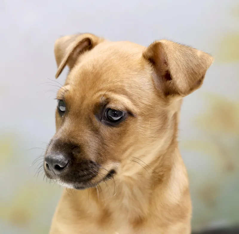 Rosey's Puppy Winston thumbnail 2