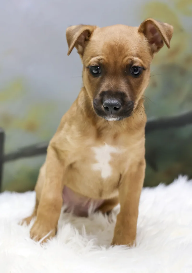Rosey's Puppy Winston thumbnail 3