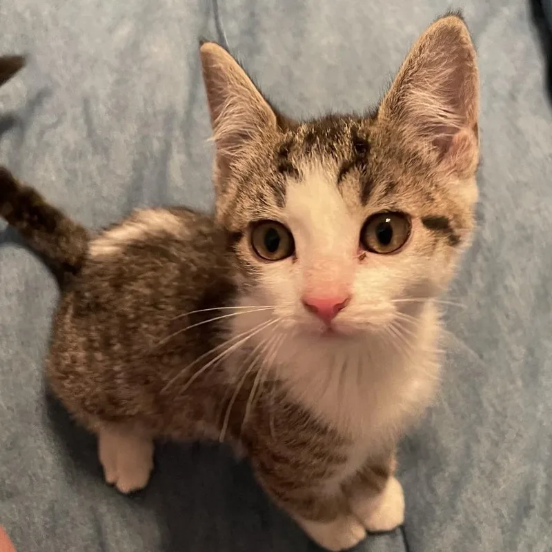A baby small-sized female Gray / Blue / Silver Domestic Short Hair cat named Petunia for adoption in Columbus, GA