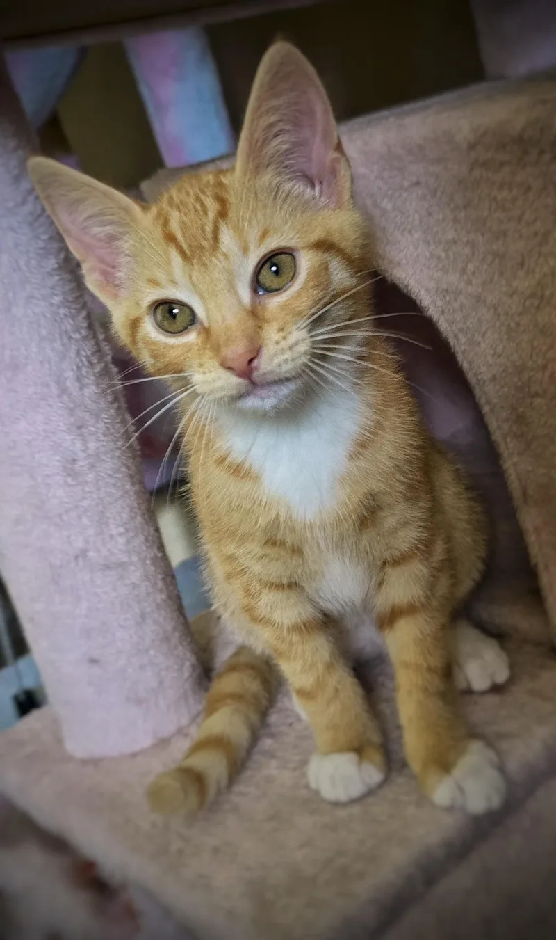 A baby small-sized male Domestic Short Hair cat named Pickle on a Stick for adoption in BREINIGSVILLE, PA