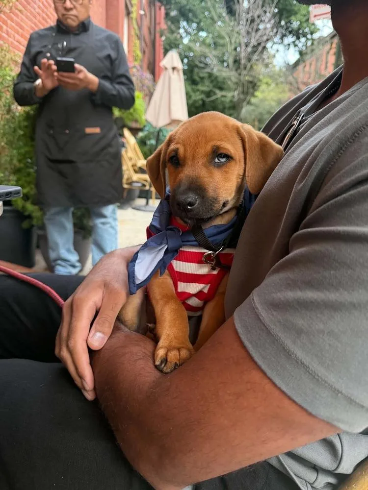A baby small-sized female Retriever dog named Lyric for adoption in Valley Stream, NY