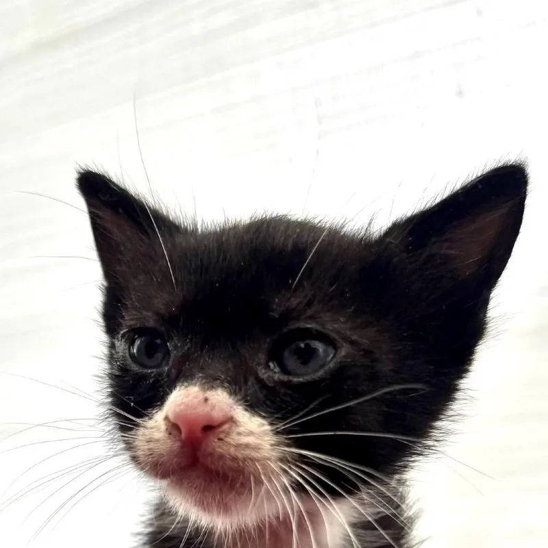 A baby small-sized male Black Domestic Short Hair cat named Bandito for adoption in Pacific Palisades, CA