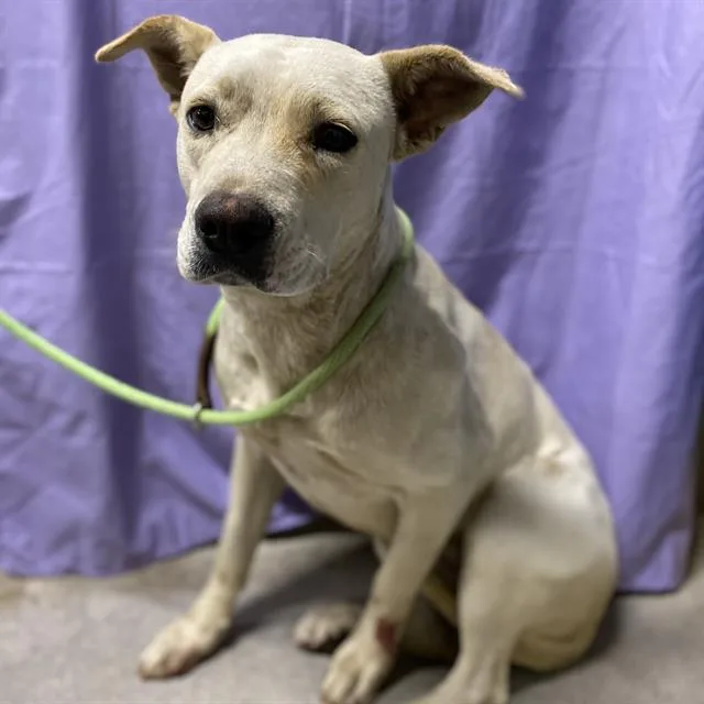 An adult large-sized female Pit Bull Terrier dog named A for adoption in Modesto, CA