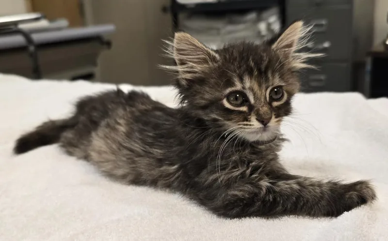 A baby small-sized female Domestic Medium Hair cat named Fortune for adoption in Murphysboro, IL