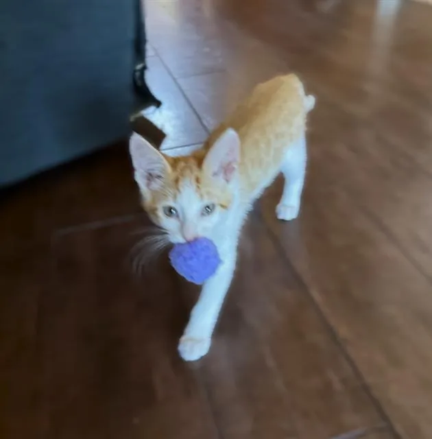 A baby small-sized male Domestic Short Hair cat named Yoda for adoption in Sacramento, CA