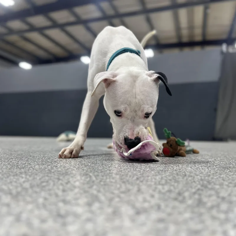 Bob Marley thumbnail 4