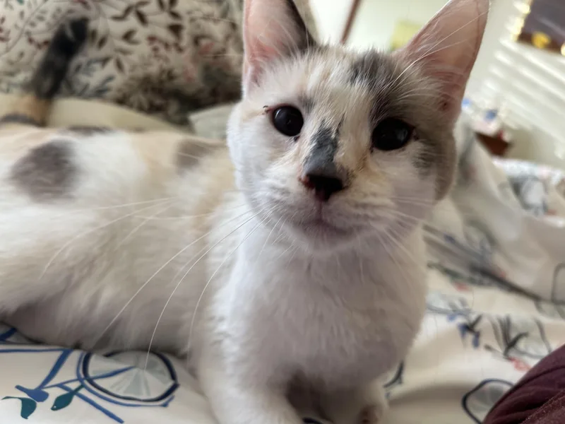 An adult medium-sized female Siamese cat named Cucumber for adoption in Denver, CO