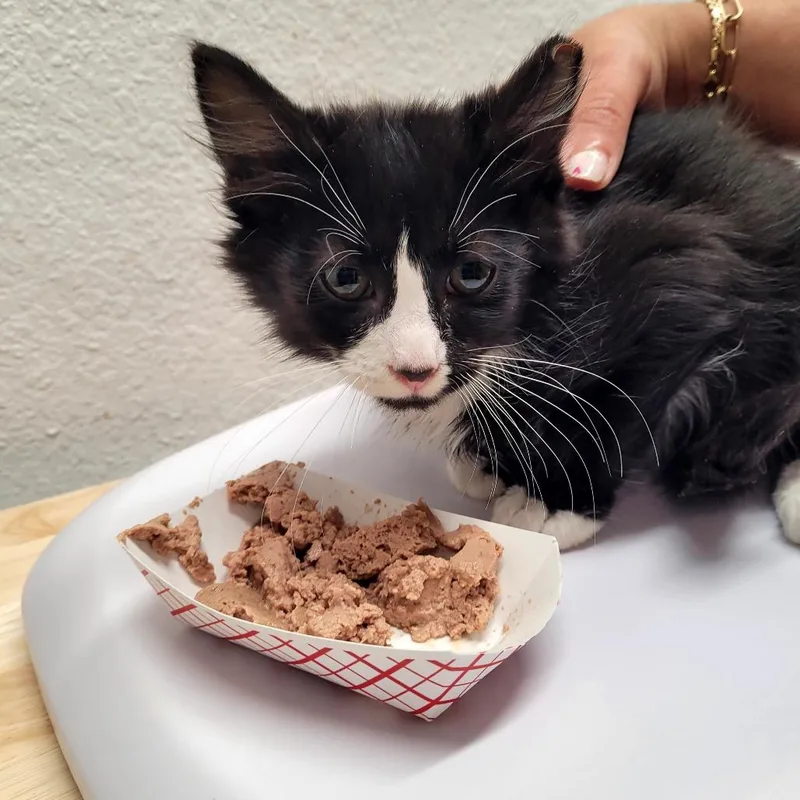 A baby small-sized male Domestic Medium Hair cat named Onyx for adoption in Allyn, WA