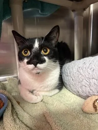 An adult medium-sized female Domestic Short Hair cat named Madilyn for adoption in Redmond, OR