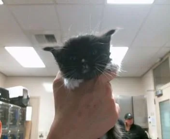 A baby small-sized female Domestic Short Hair cat named Watusi for adoption in Sacramento, CA