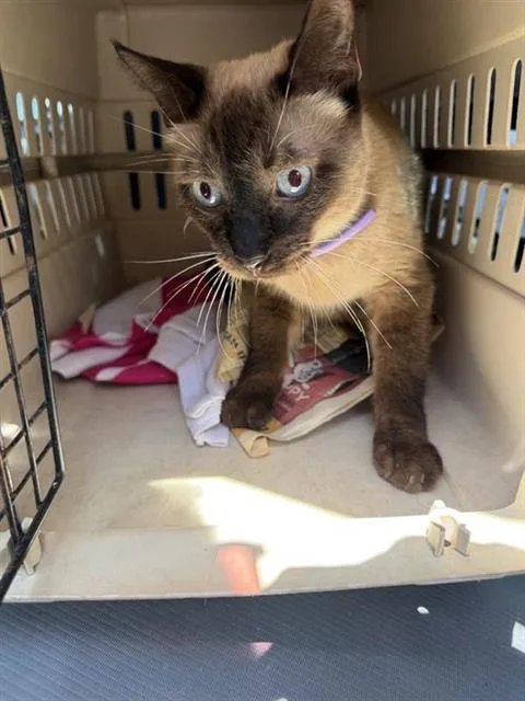 A young small-sized male Domestic Short Hair cat named Frankie for adoption in San Antonio, TX