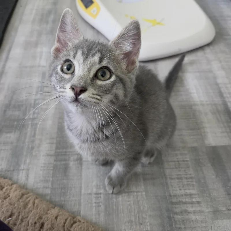 A baby medium-sized male Gray / Blue / Silver Domestic Short Hair cat named Bramble for adoption in Fort Oglethorpe, GA